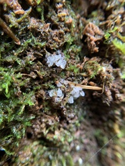 Ceratiomyxa fruticulosa