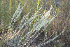 Artemisia frigida
