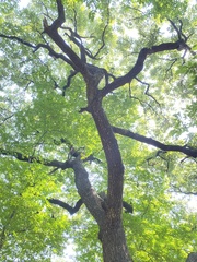 Quercus variabilis