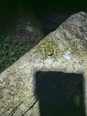Odorrana tianmuii