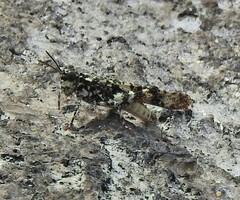 Trimerotropis saxatilis