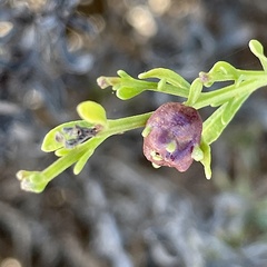 Rhopalomyia californica
