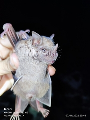 Artibeus jamaicensis