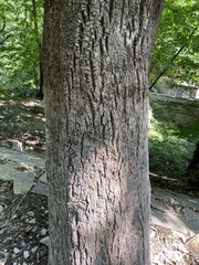 Quercus variabilis