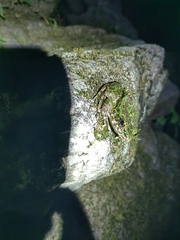 Odorrana tianmuii