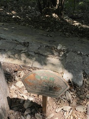 Quercus variabilis