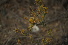Centaurea solstitialis