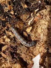 Pyrrhia