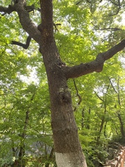 Quercus variabilis