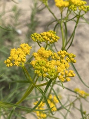 Gutierrezia microcephala