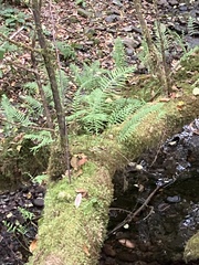 Polypodium glycyrrhiza
