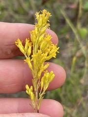 Solidago uliginosa