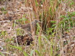 Campylorhynchus yucatanicus