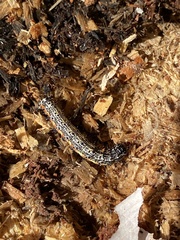 Pyrrhia