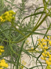 Gutierrezia microcephala