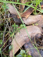 Gonocarpus tetragynus