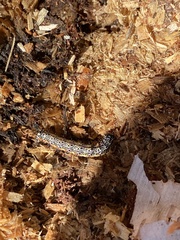 Pyrrhia