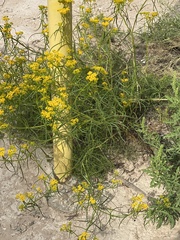 Gutierrezia microcephala