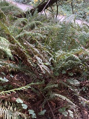 Polystichum munitum