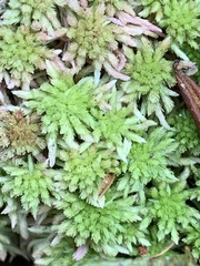 Sphagnum