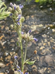 Polemonium occidentale