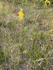 Solidago uliginosa