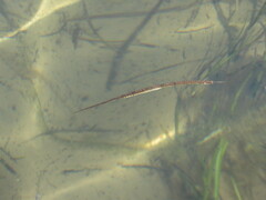 Syngnathus fuscus