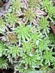 Sphagnum