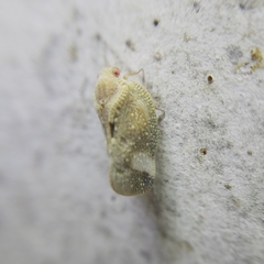 Flatidae