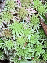 Sphagnum