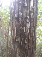 Eschweilera sessilis