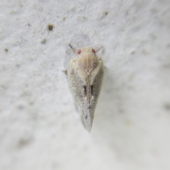 Flatidae