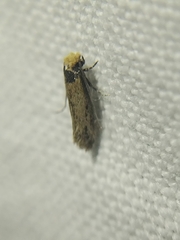 Tinea apicimaculella