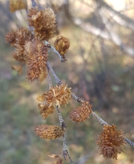 Betula fruticosa