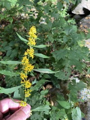 Solidago curtisii