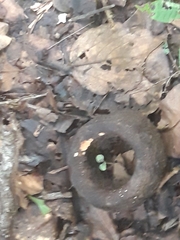 Eschweilera sessilis