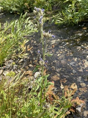 Polemonium occidentale