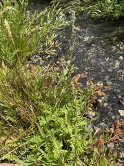 Polemonium occidentale