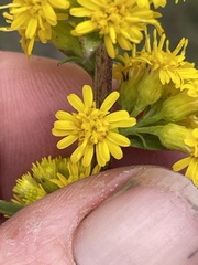 Solidago uliginosa