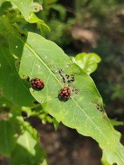 Epilachna mexicana