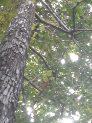 Eschweilera sessilis