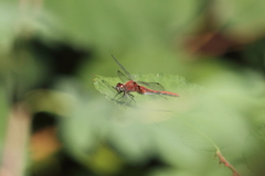 Sympetrum internum