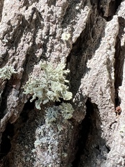 Ramalina labiosorediata