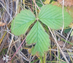 Fragaria orientalis