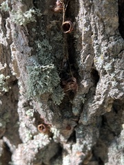 Ramalina labiosorediata
