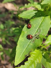 Epilachna mexicana