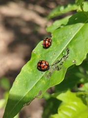 Epilachna mexicana