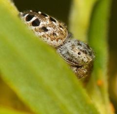 Pelegrina proterva