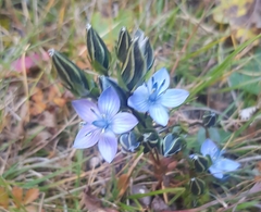 Lomatogonium carinthiacum