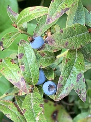 Vaccinium myrtilloides